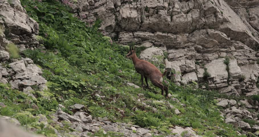 Wild mountain goat jump in majestic agility, Durmitor National Park, Montenegro, Dinaric Alps