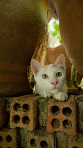 Playful white kitten with orange markings investigating clay pot, peering through opening while curiously examining environment