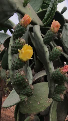 Prickly Pear Cactus Fruits Swaying in Desert Sunlight – Opuntia Close-Up. Prickly pear flowering before giving fruits.