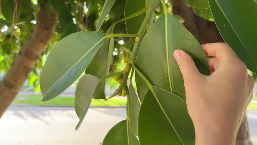 A female hand gently touches a large green leaf of a Ficus elastica tree. The scene is lit by natural daylight, surrounded by greenery and a beautiful natural atmosphere.