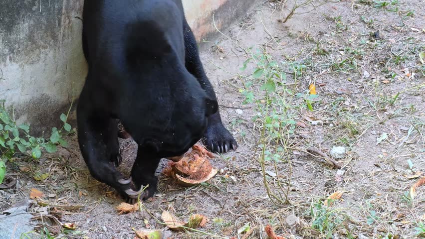 Malayan sun bear or Honey bear (Helarctos malayanus).