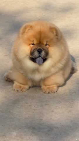 Adorable Chow Chow Puppy with Tongue Out.