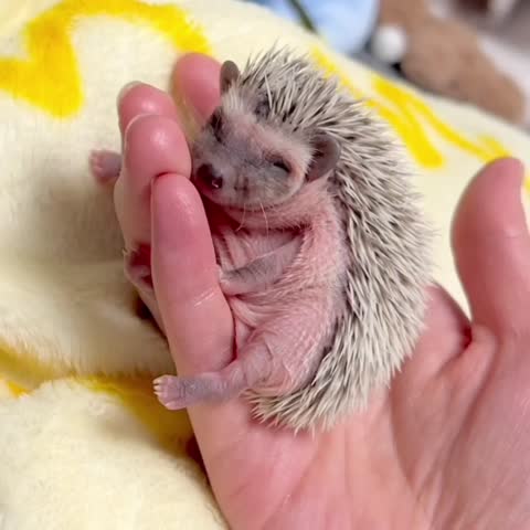 Adorable Baby Hedgehog Resting on Soft Blanket.