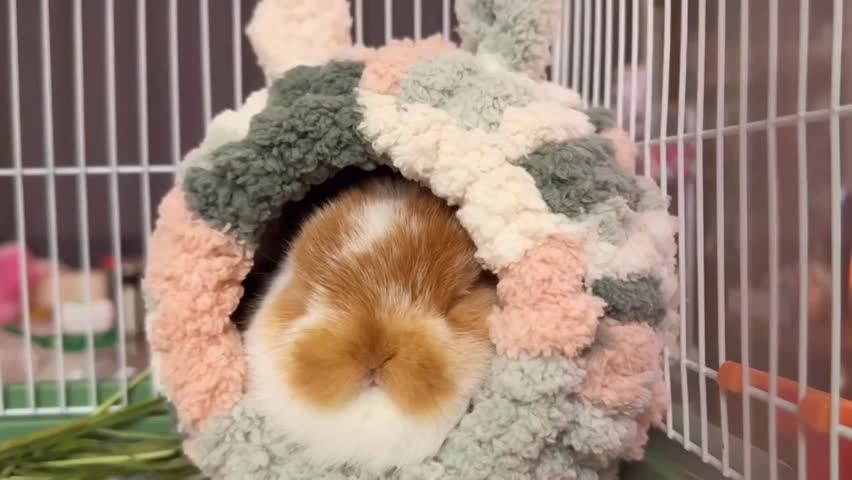 Adorable Guinea Pig Napping in Cozy Cage.