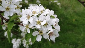 Pear blossoms in rain, macro view with water droplets, fresh white flowers - Powered by Shutterstock - Get 15% off with code: PIKWIZARD15