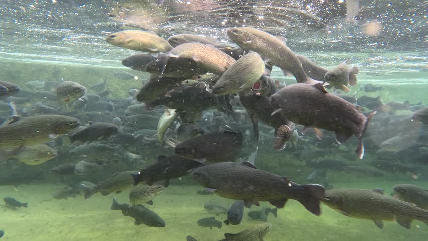 Feeding trout in the fish pond, breeding in fish farm, fight for food, clear and cold water from a mountain stream, underwater footage, slow motion