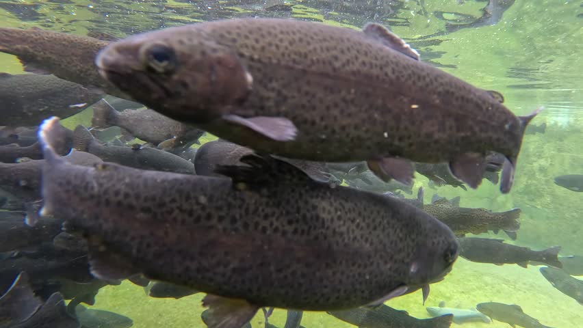 Trout farming in the fish pond, breeding freshwater fish in clear and cold water from a mountain stream, underwater footage - slow motion
