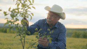 Experienced farmer with cowboy hat inspects a young sapling in a grassy field at dusk, focused on its healthy growth and careful with every touch. - Powered by Shutterstock - Get 15% off with code: PIKWIZARD15