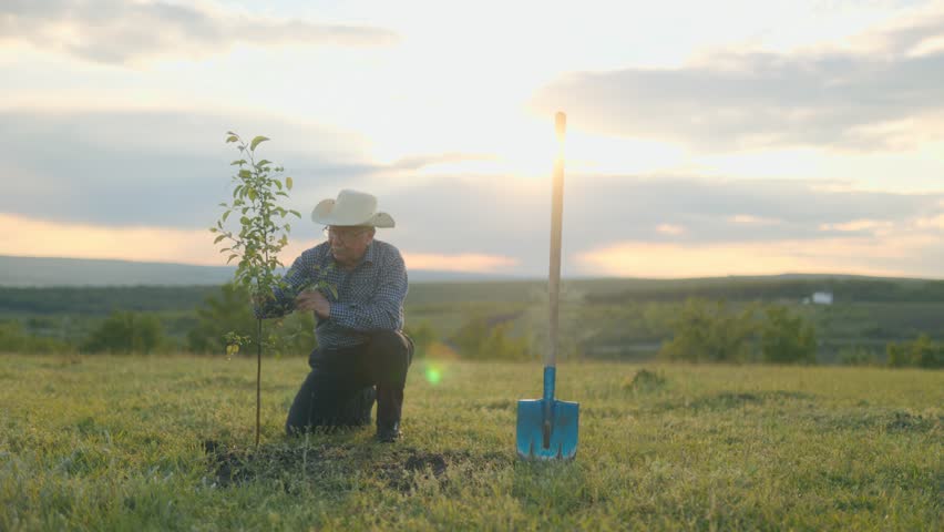 Old rancher in checkered shirt and cowboy hat stands beside a sapling he just planted, looking toward the horizon at dusk, symbolizing legacy and care.