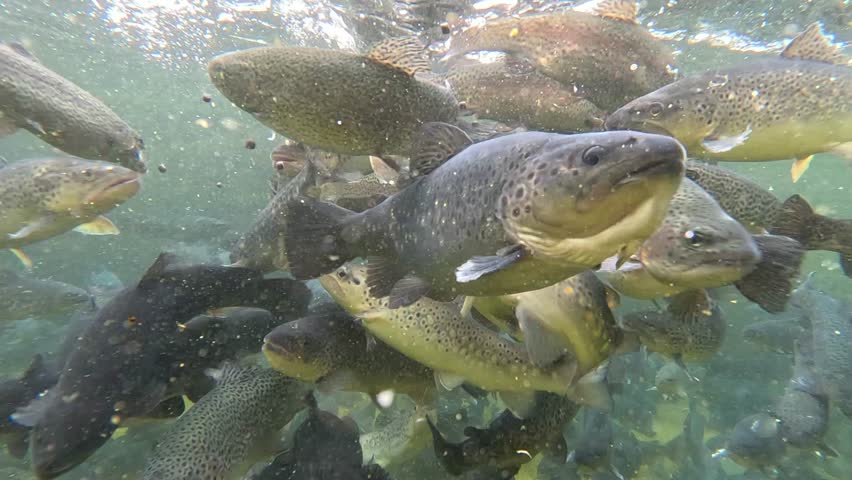 Feeding trout in the fish pond, breeding in fish farm, fight for food, clear and cold water from a mountain stream, underwater footage, slow motion