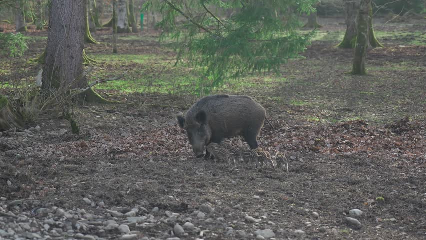 Female wild boar with her brood of children in wild. Mother and young boar babies. Sus scrofa. Bearded pigs Borneo family. Wild boar family mother and striped piglet. Wildlife. Active young boars. 