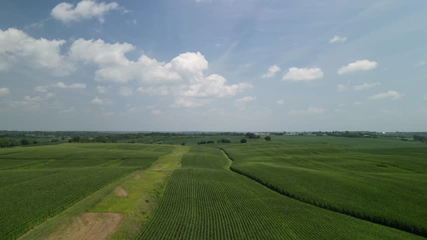 Flying low across an Iowa farm field in peek summertime. The corn field has just tasseled. The buffer strip below is a conservation effort to prevent run off from the field. 