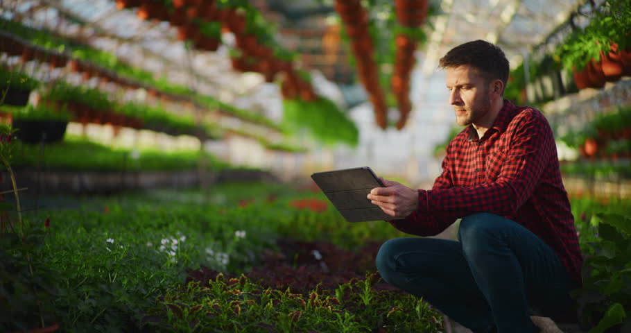 A modern farmer uses a digital tablet to control irrigation systems in a professional horticultural farm greenhouse.