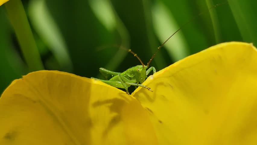 bright green grasshopper sits on yellow tulip flower Tulipa biebersteiniana, Tulipa quercetorum, bright saturated colors, close-up
