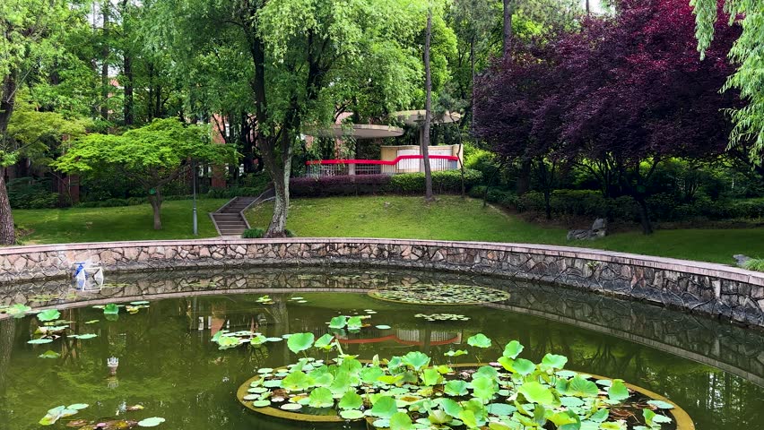 Xi Garden or Xiyuan with water lilies in pond, pavilion and bridge on Handan Campus, Fudan University, Shanghai, China. A traditional Chinese Garden,