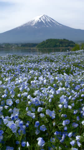 Mount Fuji over Nemophila Fields at Lake Kawaguchi in Spring (Real-Time Footage | Vertical)