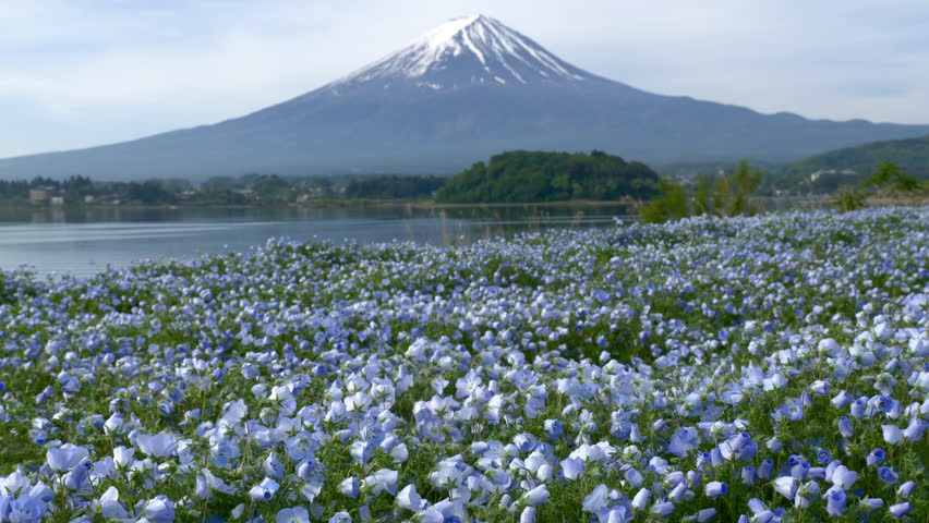 Mount Fuji over Nemophila Fields at Lake Kawaguchi in Spring (Real-Time Footage | ZOOM OUT)