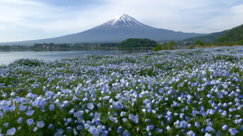 Mount Fuji over Nemophila Fields at Lake Kawaguchi in Spring (Real-Time Footage)