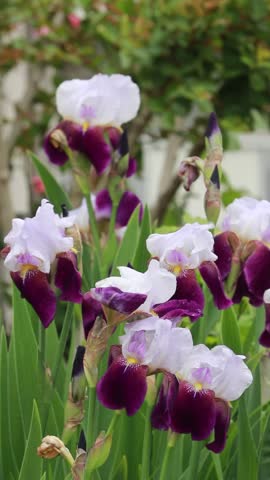 Close-up video of rhizome flowers growing from soil, highlighting natural growth, roots, and blooming process. Ideal for botanical, educational, or nature-themed projects.