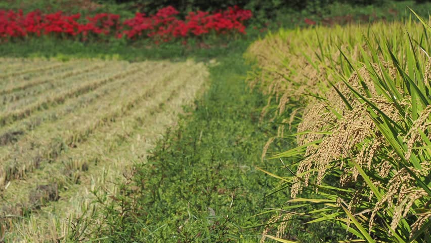 5x slow motion video of autumn rice fields