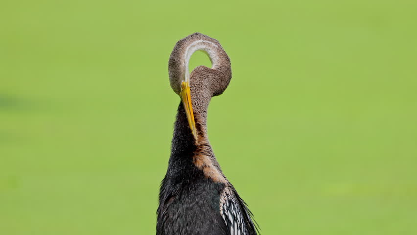 Close up shot of a darter preening it