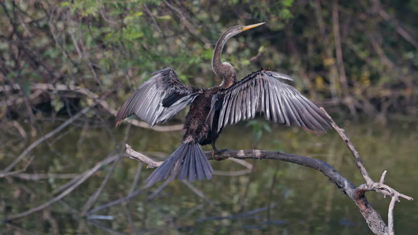 Water turkey, darter migratory bird. A snake bird sitting on the tree branch and looking for food in keoladeo bird sanctuary, India.