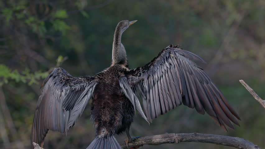 Close up shot of an American darter sitting on the tree branch and looking for food in keoladeo bird sanctuary, India.