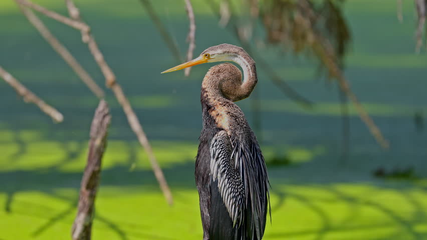 An american darter foraging food and preening it