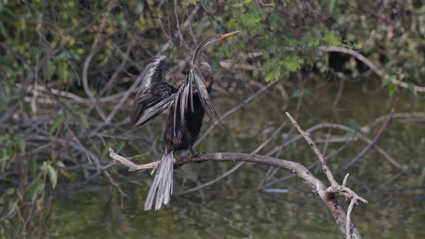 A darter bird perched on the tree branch and drying it
