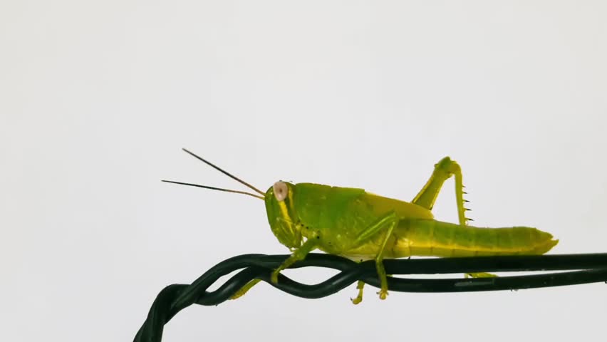 close-up of a vibrant green grasshopper perched on a black wire. Isolated on white background, side view.