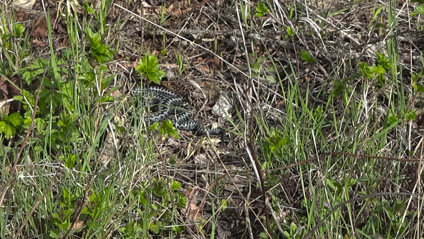 Low angle view of Estonian viper snake basking under the warm spring sun, spotted in sunny glade with dry grass and green shoots at Puhtu nature reserve. Adder textured scales glistening in sunlight