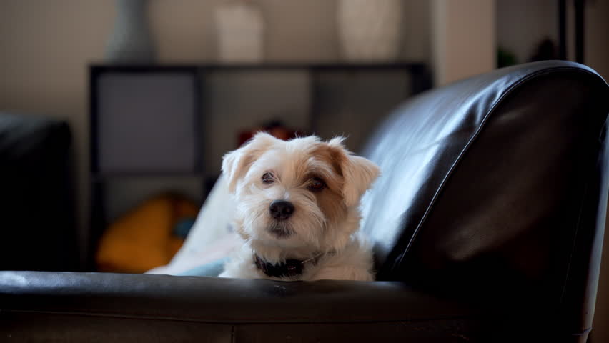Dog jack Russel sits on the sofa and looks at the master, shote inside the house
