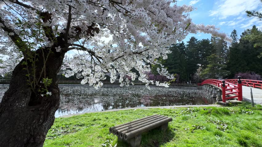 Cherry blossoms bloom over a calm pond in Sakura Park, Aomori, under blue skies