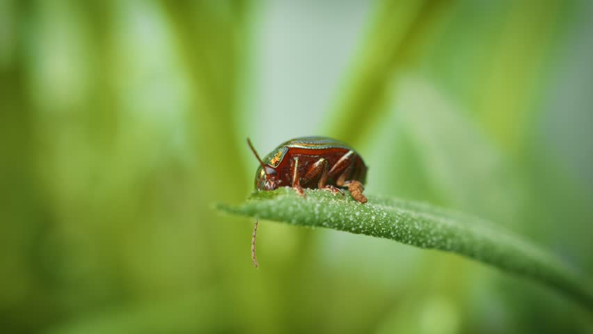 Rosemary beetle (Chrysolina americana) macro close up stock footage