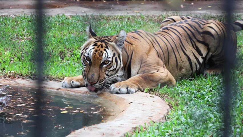 This video was shot through a cage and you can see the tiger drinking water, probably because of the hot weather.