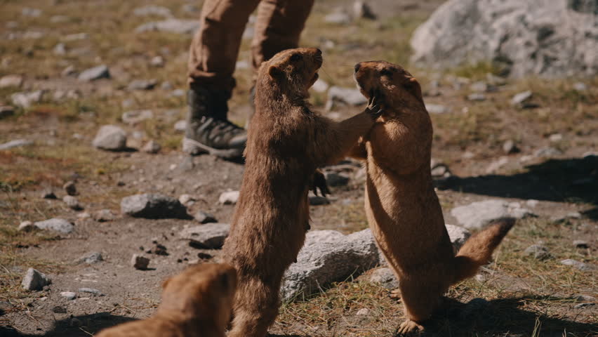 Standing Marmots in Conflict on Rocky Terrain