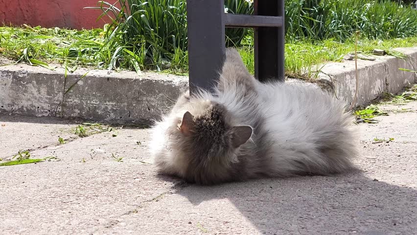 large fluffy cat with large yellow-green eyes. tricolor fluffy cat looks at me, early spring, March cat. domestic animal sits on the street. Stray cat on the street. close-up