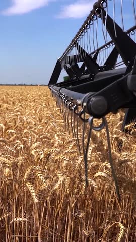 A close-up view of the combine's revolving reel slicing through golden wheat. Shot from the left side, next to the wheel, with swaying stalks below and a bright blue sky with clouds above - pan shot.