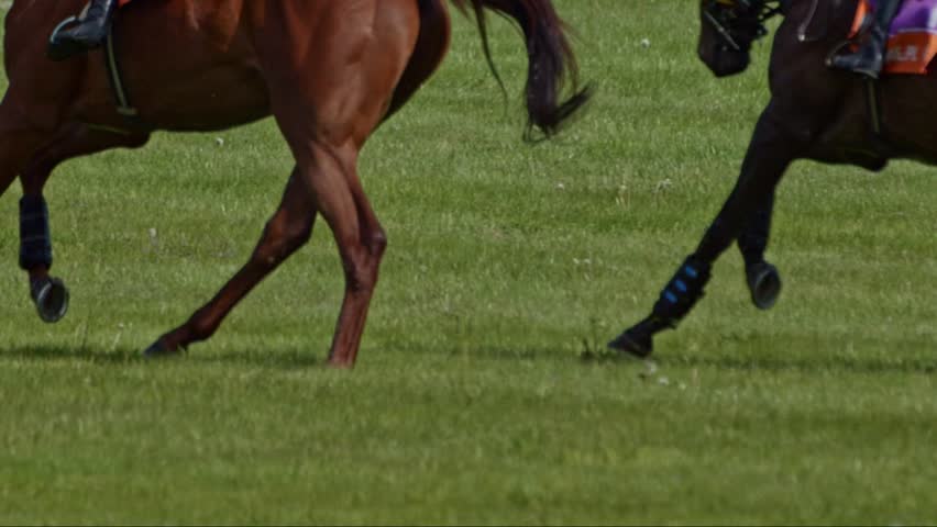 Slow motion footage of equestrian horses sprinting and jumping on a grassy field, dirt and grass beautifully captured in sharp sunlight.