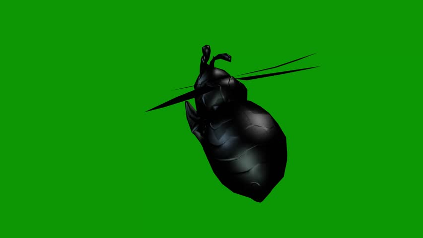 3D Fresh Balck Honeybee on Green Screen-Hand drawn-Loop Video