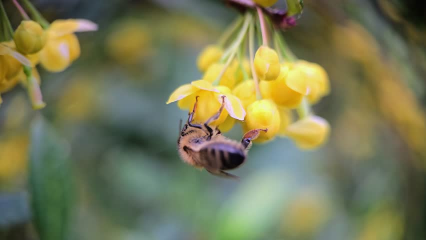 Bees feed on yellow mahonia blossoms in a green spring scene, recorded in slow motion with sharp insect detail and soft focus.