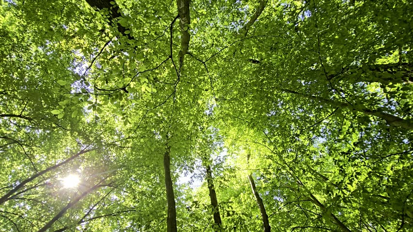 Person relaxing in a hammock in the forest with camera panning up to green tree canopies, springtime colors and peaceful atmosphere.