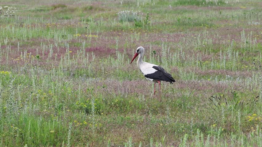 White stork searching for prey - mainly amphibians - and foraging on them on a meadow, in spring (in May) at midday