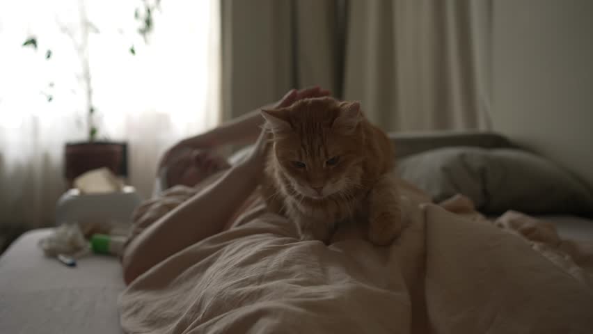 Ginger cat lying supportively next to a sick man, providing comfort and companionship during recovery, with medical supplies resting nearby on bedside table