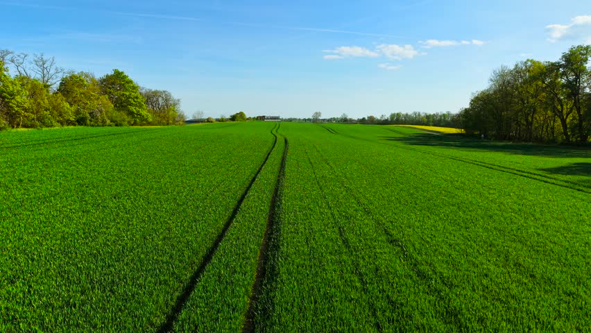Growing green wheat field in Poland. Spreading vibrant cereal plants across rolling farmland. Cultivating healthy grain crop under clear blue sky. Expanding lush agricultural landscape with tractor
