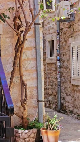 Pink Flower Blooming by Stone Wall in Budva, Montenegro
