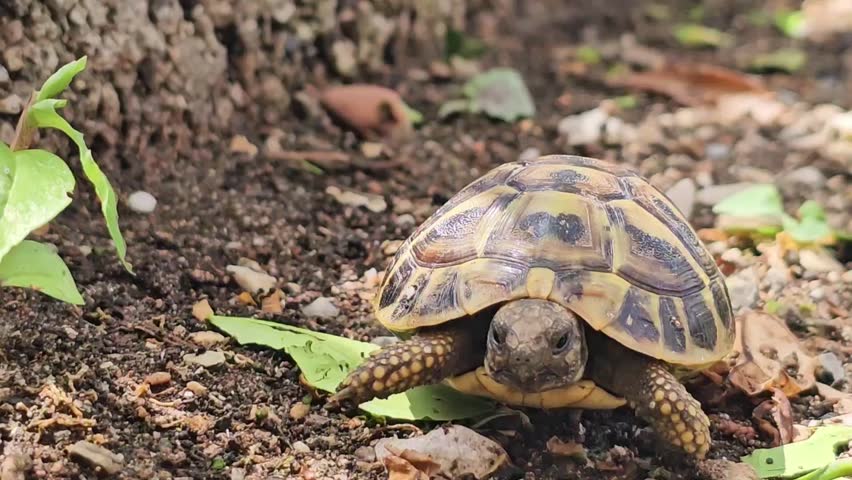 Wild Land Tortoise in Montenegro – Peaceful Nature Scene