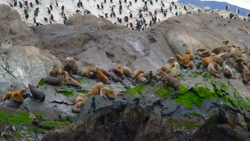 Colony of sea lions and birds gathered on a rocky island in the Beagle Channel near Ushuaia, Argentina. Aerial drone view.