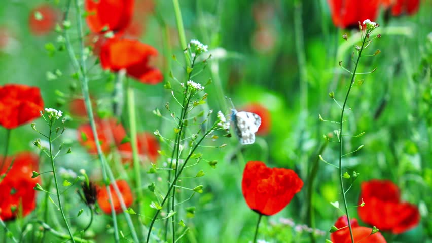 Butterflies bloom on a poppy in a large field