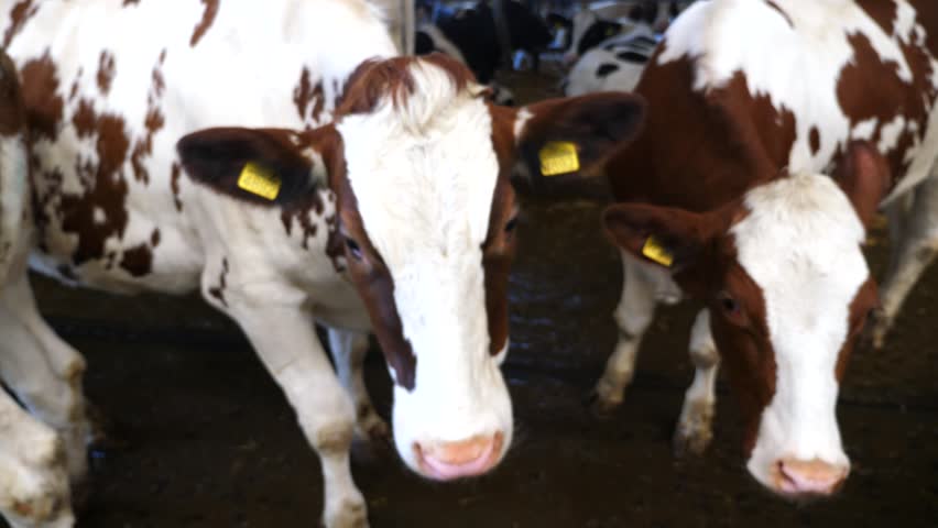 Curious milk cow looking into camera and sniffing it with a big wet nose at cowhouse. Cute friendly kine showing curiosity at dairy farm. Agriculture industry and livestock husbandry concept. Close up